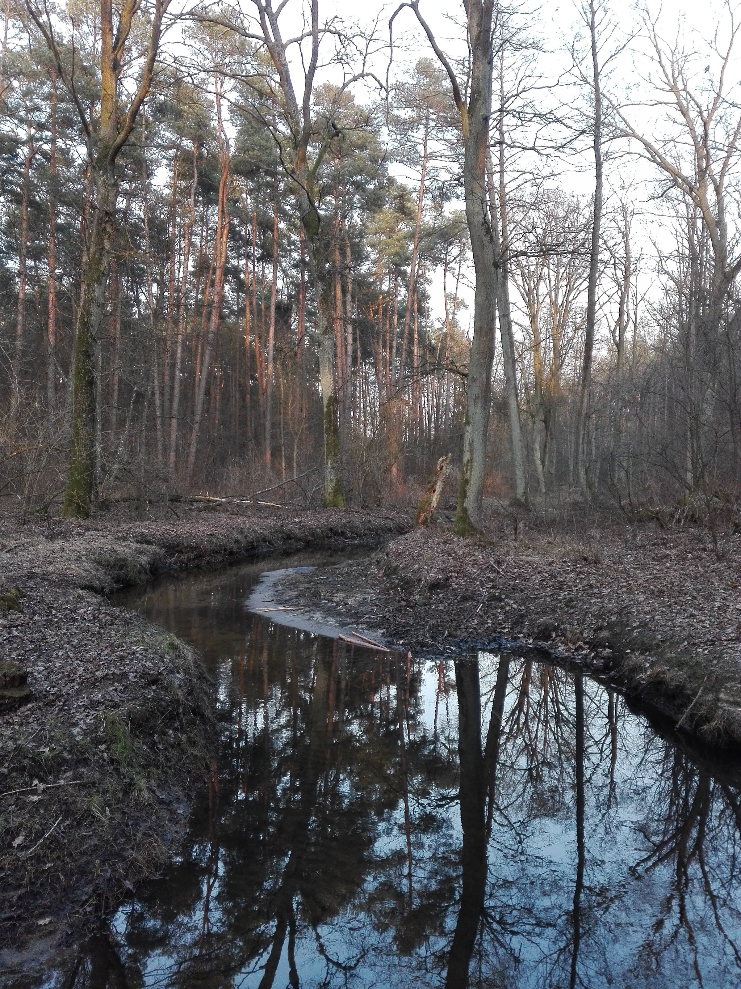Puszcza Biała (White Forest)